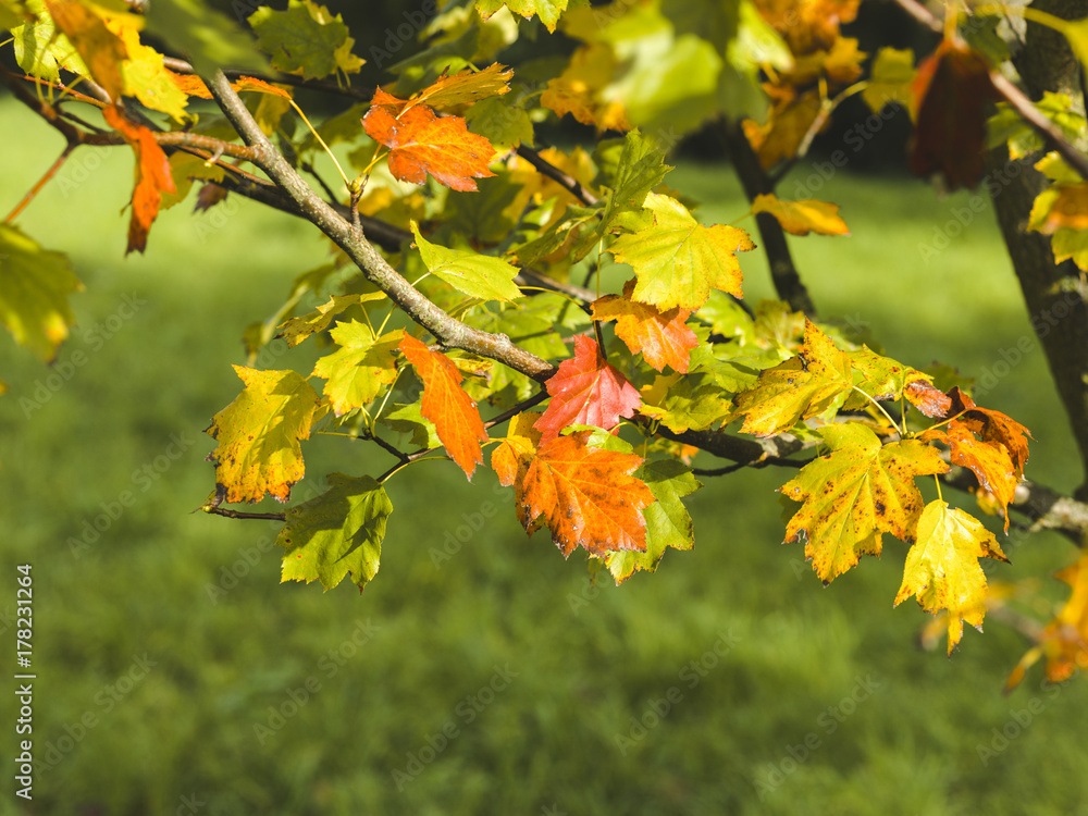 autumnal colorful photo background in october in austria autumnal colorful photo background in october in austria