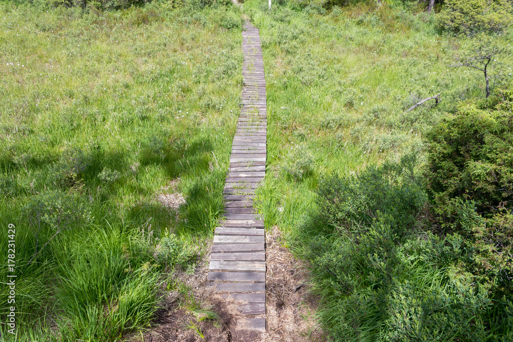 Obraz premium Walking path of wooden planks crossing a swamp. Summer colors.