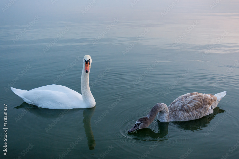 Naklejka premium swan