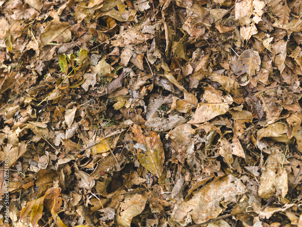 autumnal colorful photo background in october in austria autumnal colorful photo background in october in austria
