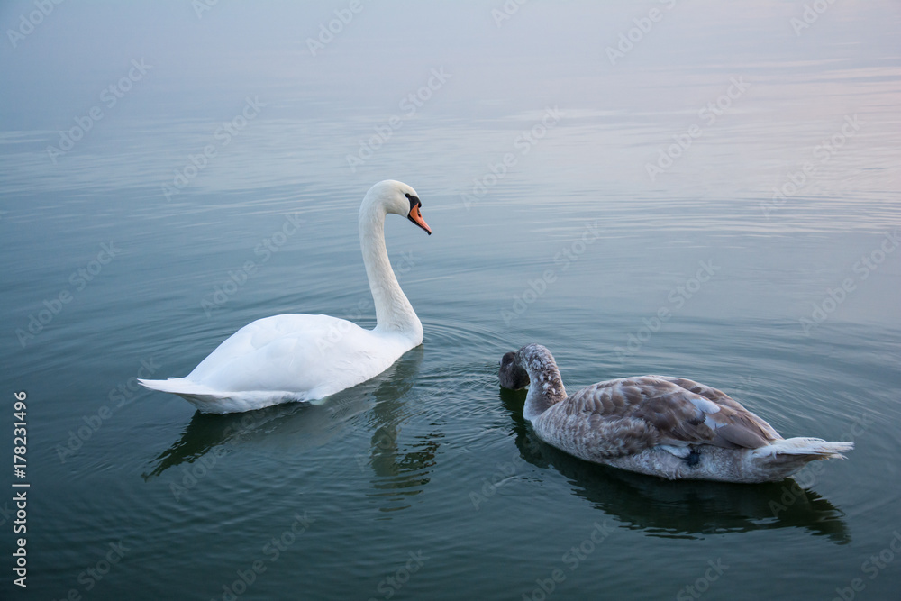 Naklejka premium swan