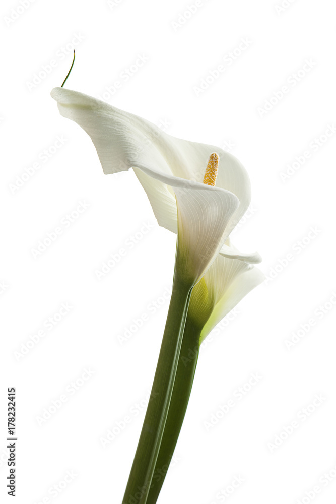 FLOR CALA EN FONDO BLANCO foto de Stock | Adobe Stock