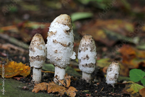 Schopf-Tintling im Park photo