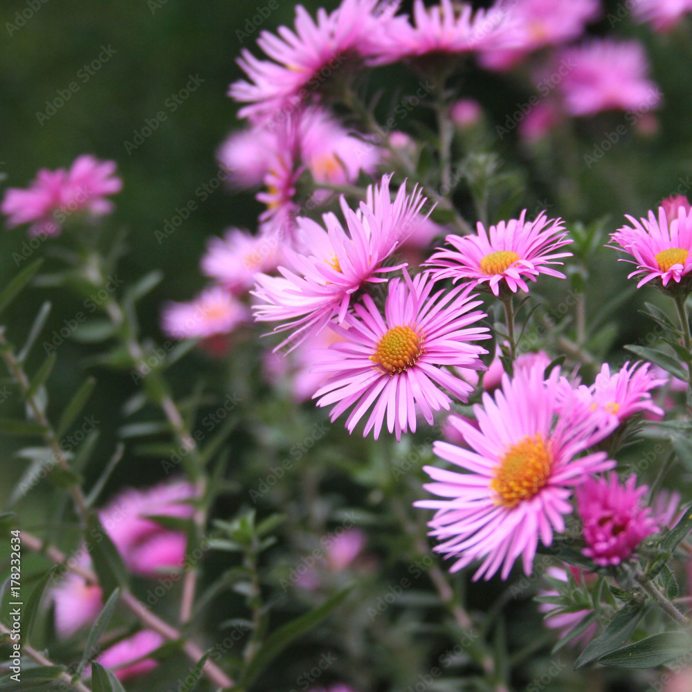 Settembrini. Aster Frikarti rosa in giardino Settembrini. Aster Frikarti rosa in giardino