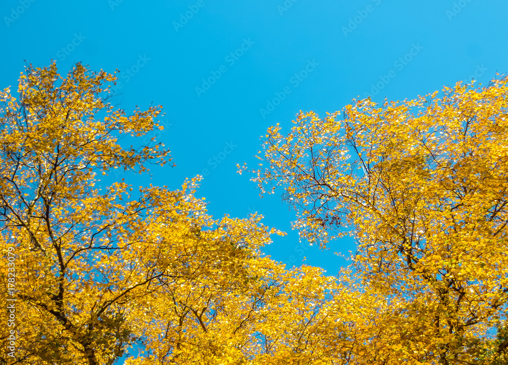 yellow birch leaves against the blue sky.
