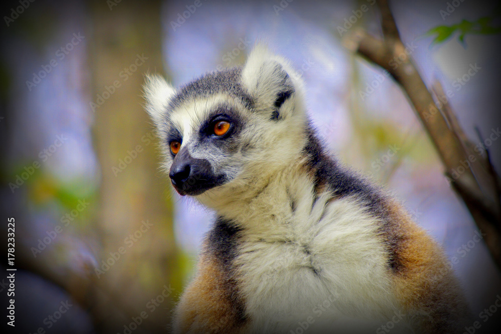 Obraz premium Lémurien de la réserve ANJA à MADAGASCAR