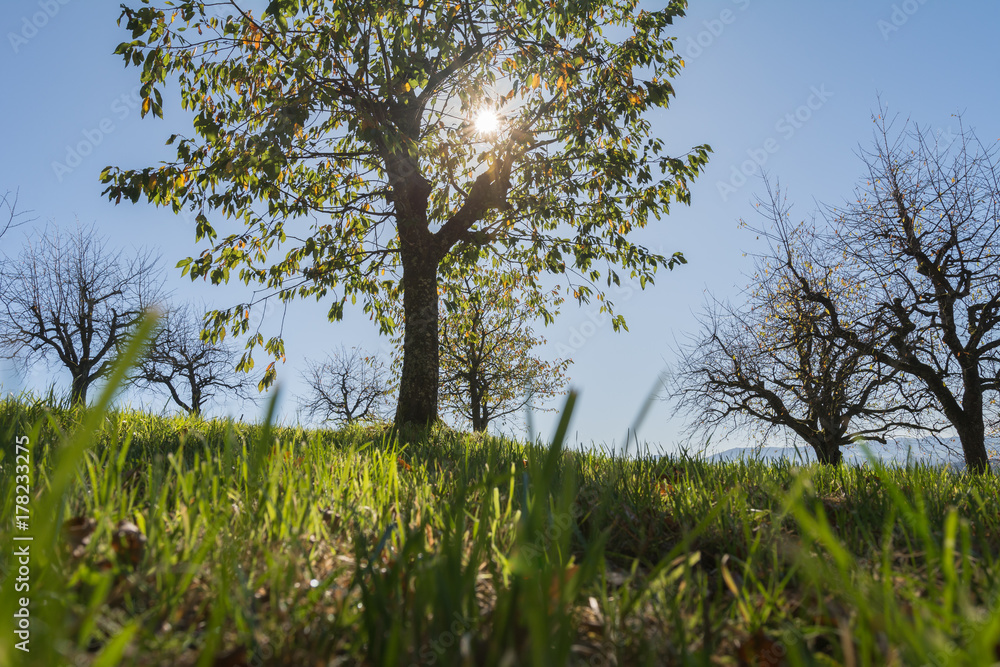 Fototapeta premium Baum in der grünen wiese mit sonne