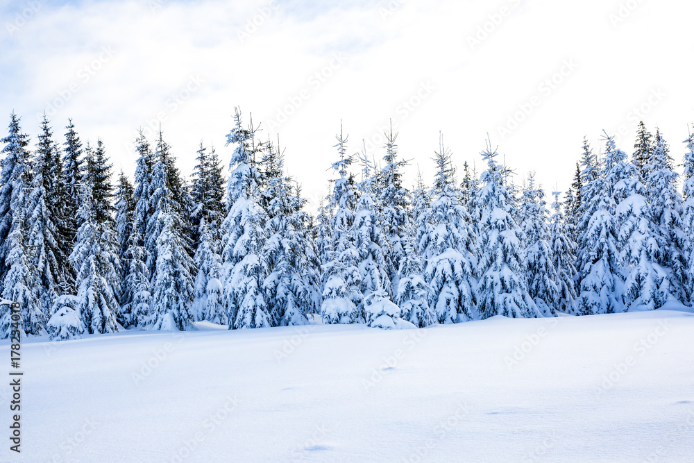 Winter scenery with snow