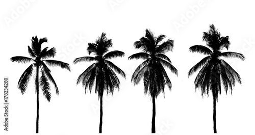 silhouette coconut tree Isolated on white background