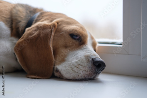 Beagle dog sleeping on the windowsill