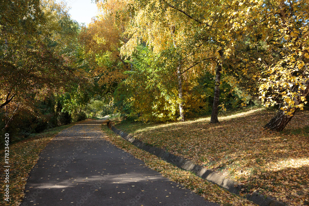 Obraz premium Colorful leafs