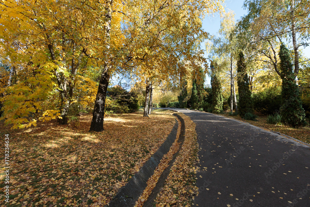 Fototapeta premium Colorful leafs