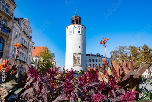 tower city white, flower photo