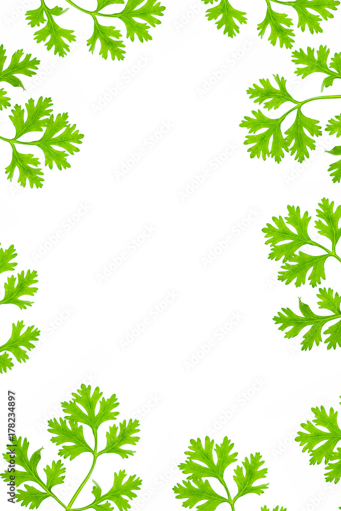 Green coriander leafs isolated on white background with clipping path. Green coriander leafs isolated on white background with clipping path.