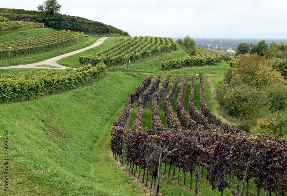 view across the vineyards of the Schutterlindenberg in Lahr,  Ortenau region of Baden, Germany 