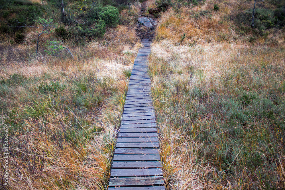 Obraz premium Walking path of wooden planks crossing a swamp. Autumn colors.