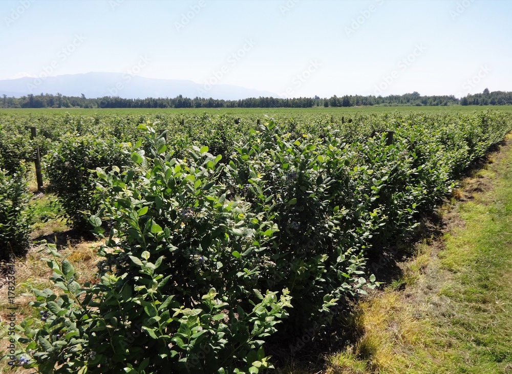 Rows of blueberries in summer