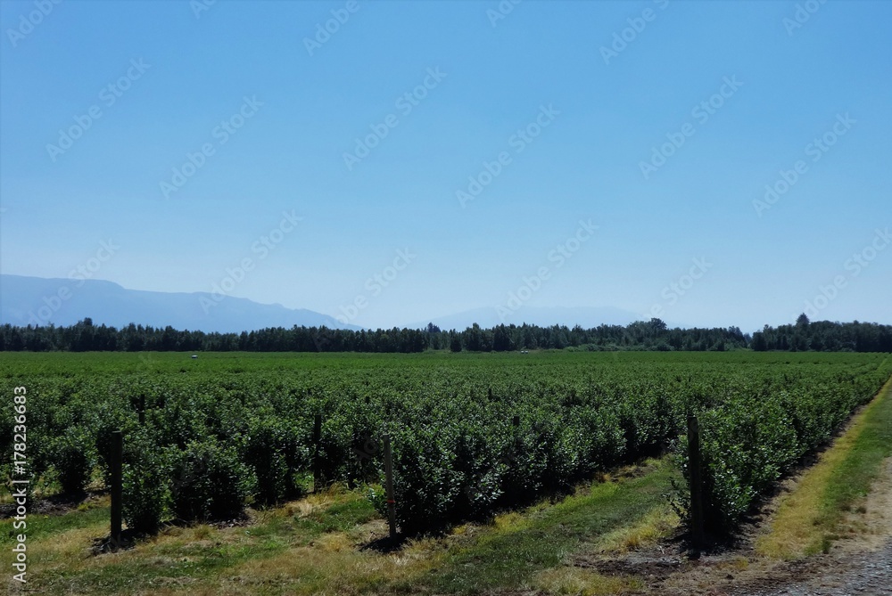 Fototapeta premium Rows of blueberries in summer