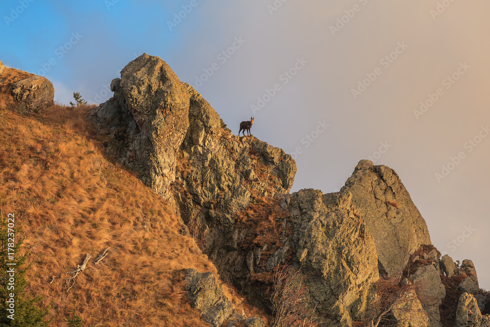 chamois (Rupicapra Carpatica) on mountain chamois (Rupicapra Carpatica) on mountain