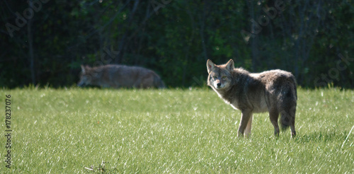 Coyote in suburban setting
