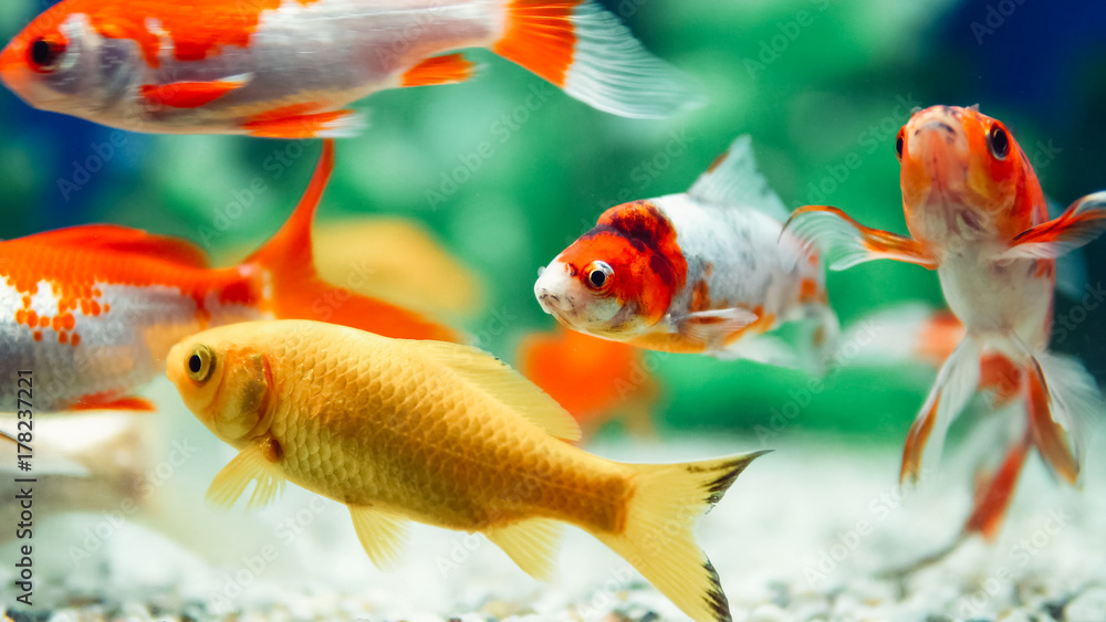 Yellow and Red Goldfish Swimming In Aquarium Yellow and Red Goldfish Swimming In Aquarium
