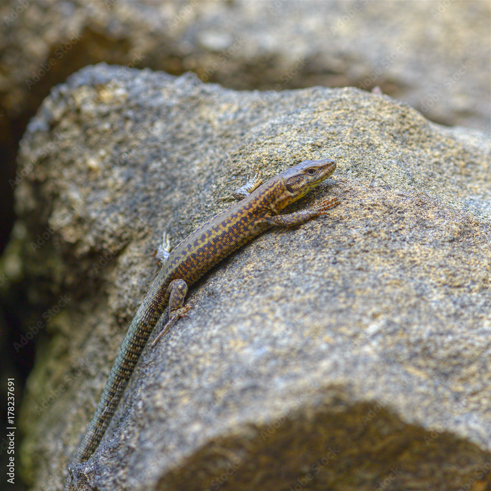 Obraz premium Common lizard or Iberian lizard