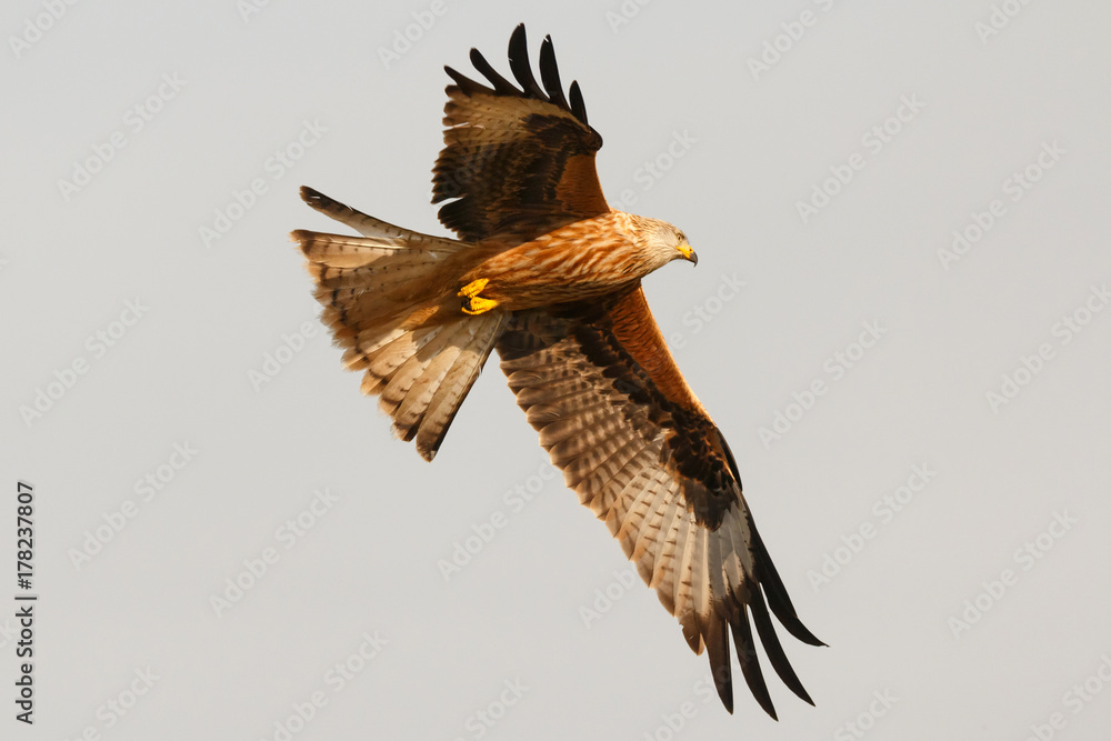 Fototapeta premium Awesome bird of prey in flight