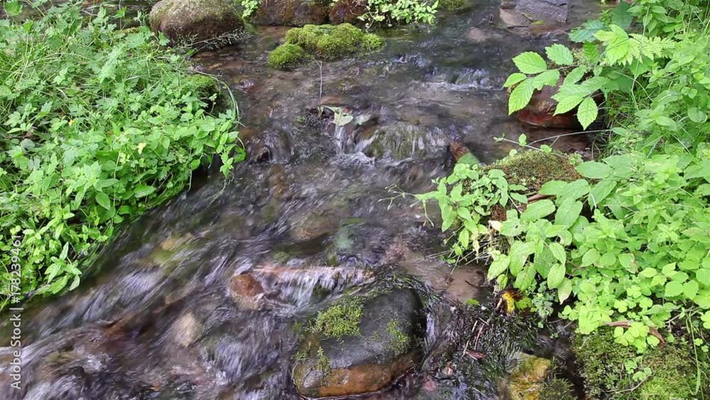 Mountain creek in a green forest in summer Mountain creek in a green forest in summer