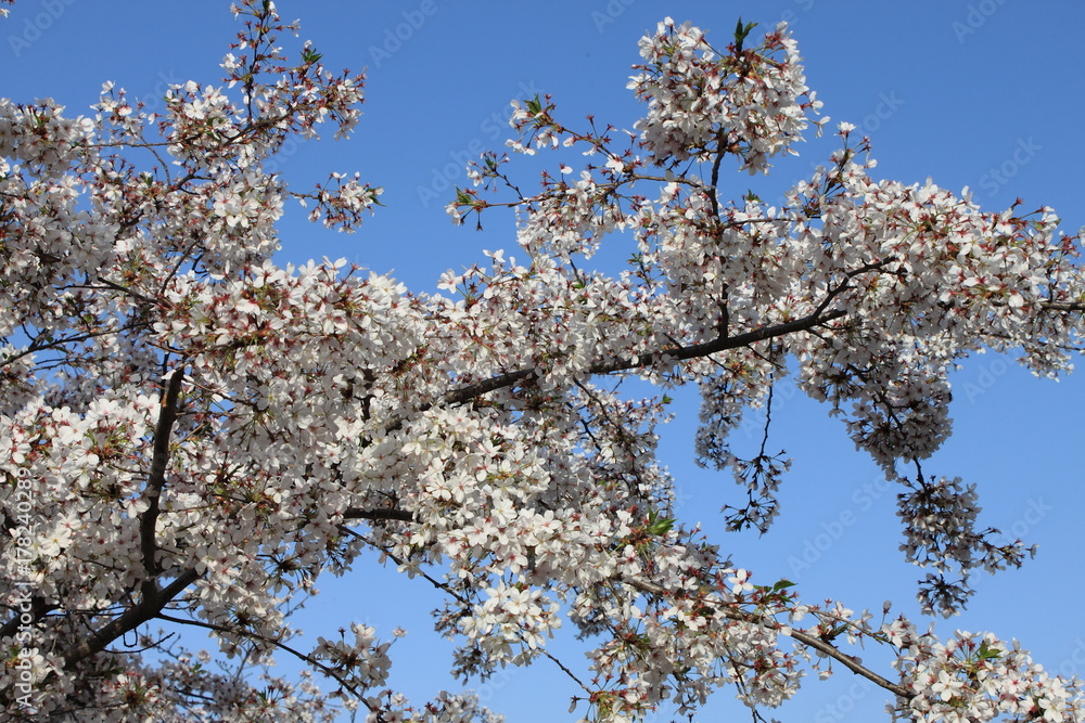 Cherry tree with blooming flowers Cherry tree with blooming flowers