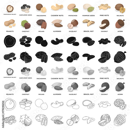 Hazelnut, pistachios, peanuts and other types of nuts.Different types of nuts set collection icons in cartoon style vector symbol stock illustration web.