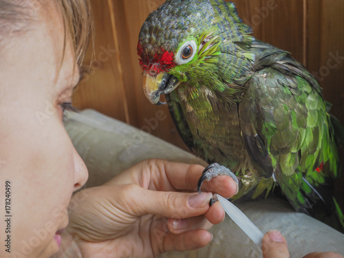 Manicure parrot. Manicure pet. Amazon parrot after a shower, sharpening his claws.
