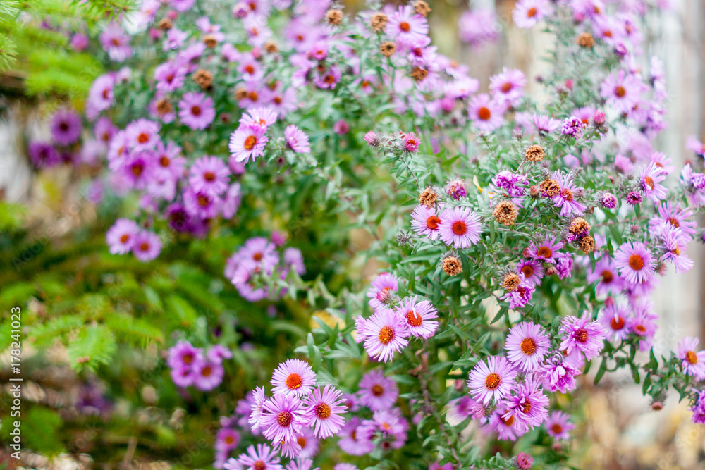 Purple flowers in the garden