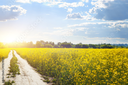 Fototapeta Naklejka Na Ścianę i Meble -  Bright yellow canola field under blue sky summer day