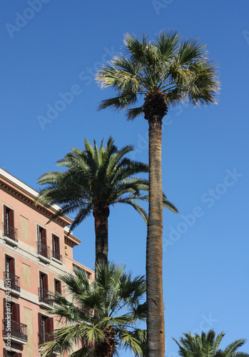 Canary Island Date Palms in Barcelona, Spain. © Juan Gomez