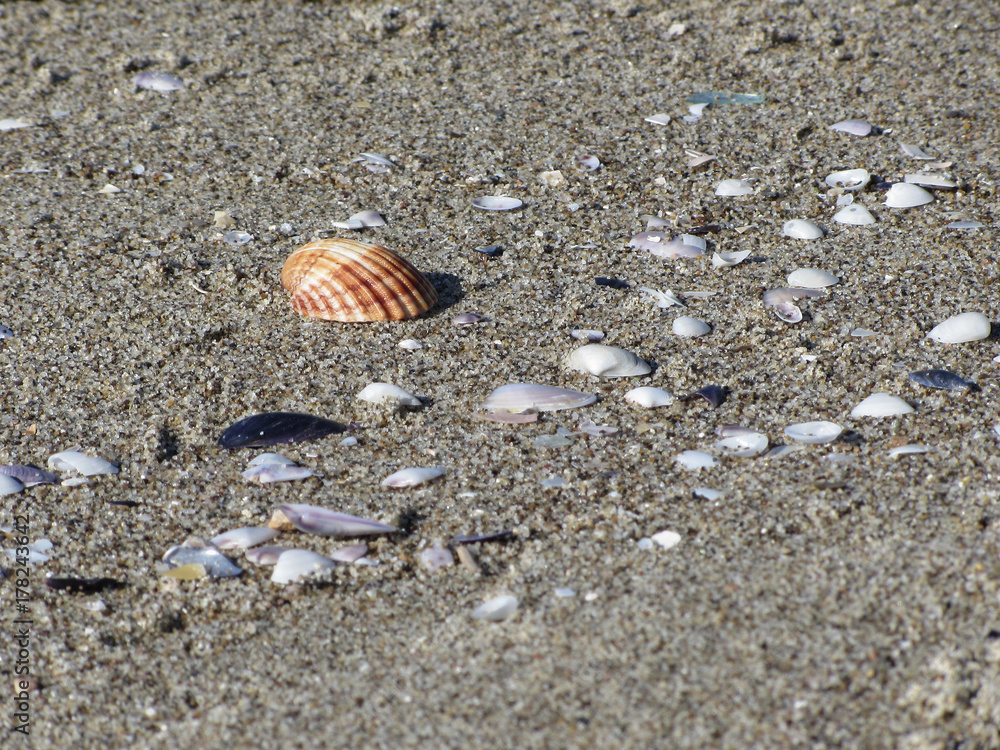 Seashells on sand. Summer beach background. Top view Seashells on sand. Summer beach background. Top view