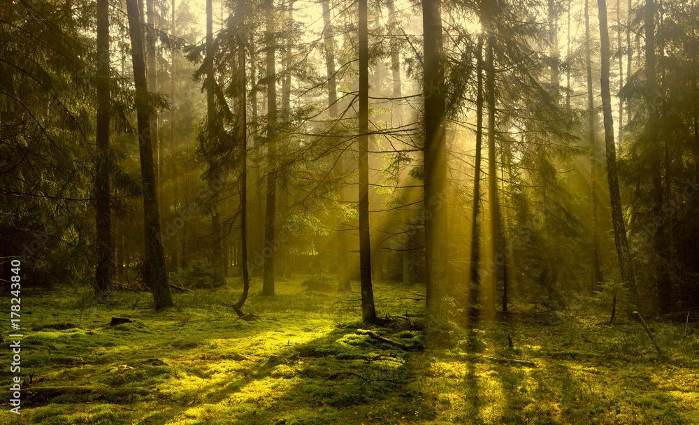 Fototapeta premium jesień w lesie Warmii
