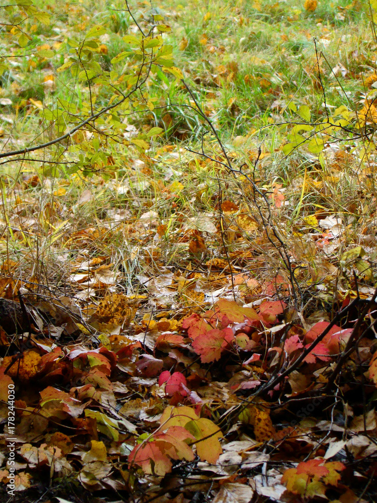 Autumn colorful leaves and grass Autumn colorful leaves and grass