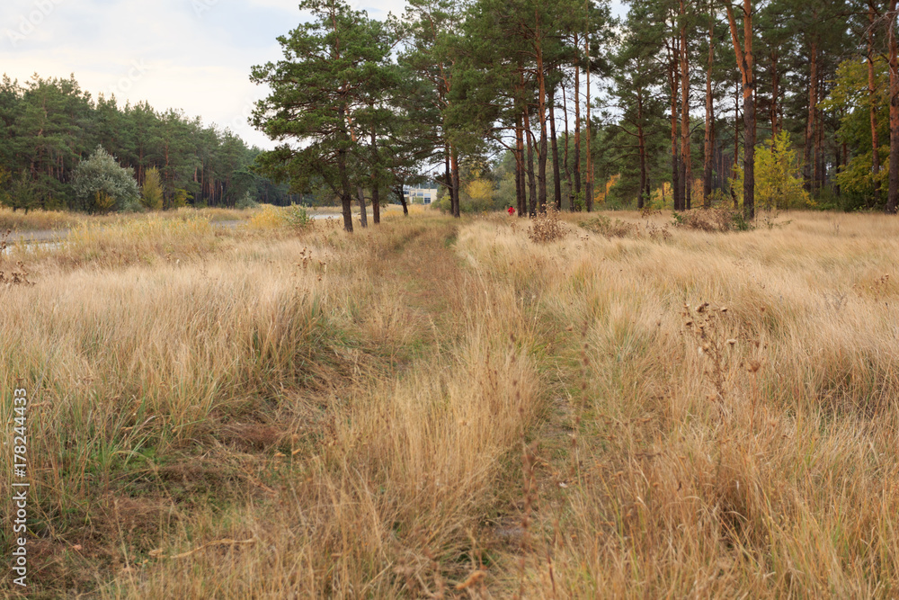Obraz premium Fall pine forest at cloudy day