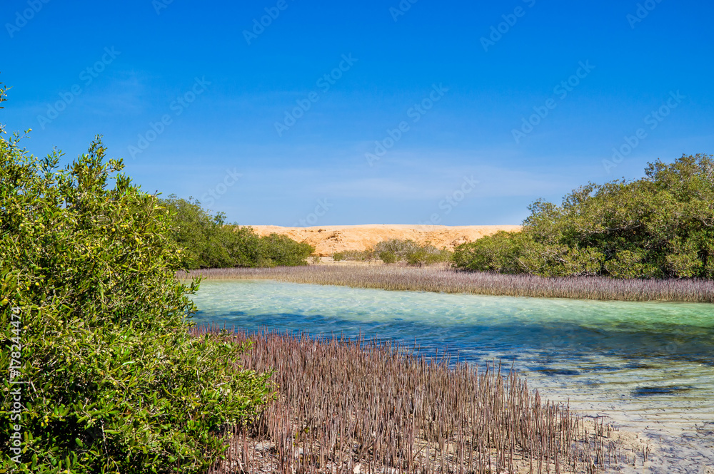 mangrove grove not the shore of the Red Sea, Ras Mohamed National Park, Egypt