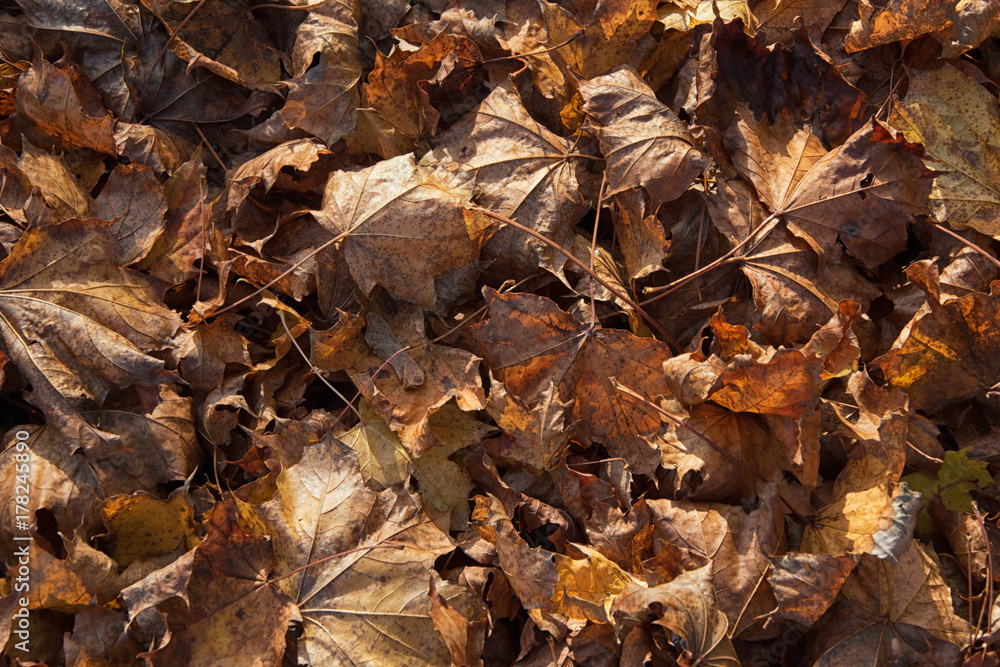 Brown autumn leafs