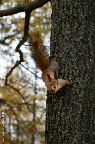 Fluffy squirrel on the tree © Alex