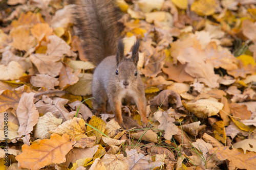 Red squirrel in the yellow autumn leaves