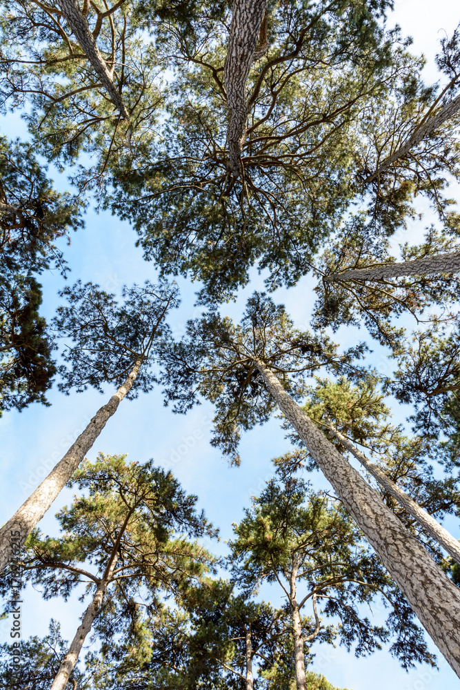 Fototapeta premium View from below of pine trees against blue sky.