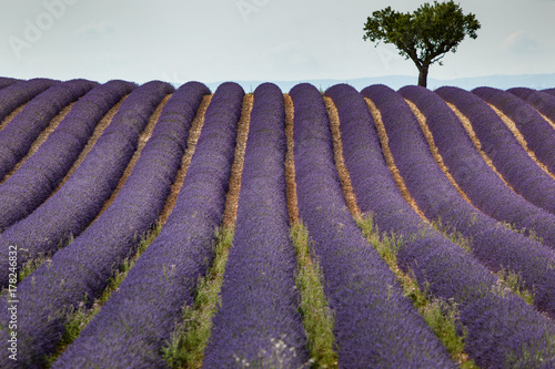 Champs de lavande de Valensole, Provence