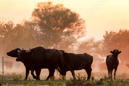 water buffalo grazing at sunset next to the river Strymon in Northern Greece.