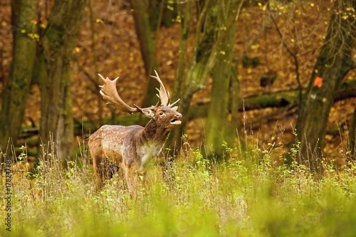 Beautiful fallow deer male (dama dama) in autumn forest. © Branislav
