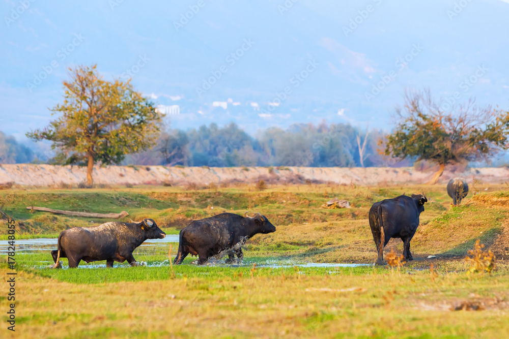 water buffalo grazing at sunset next to the river Strymon in Northern Greece. water buffalo grazing at sunset next to the river Strymon in Northern Greece.