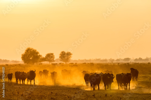 water buffalo grazing at sunset  next to the river Strymon in Northern Greece.