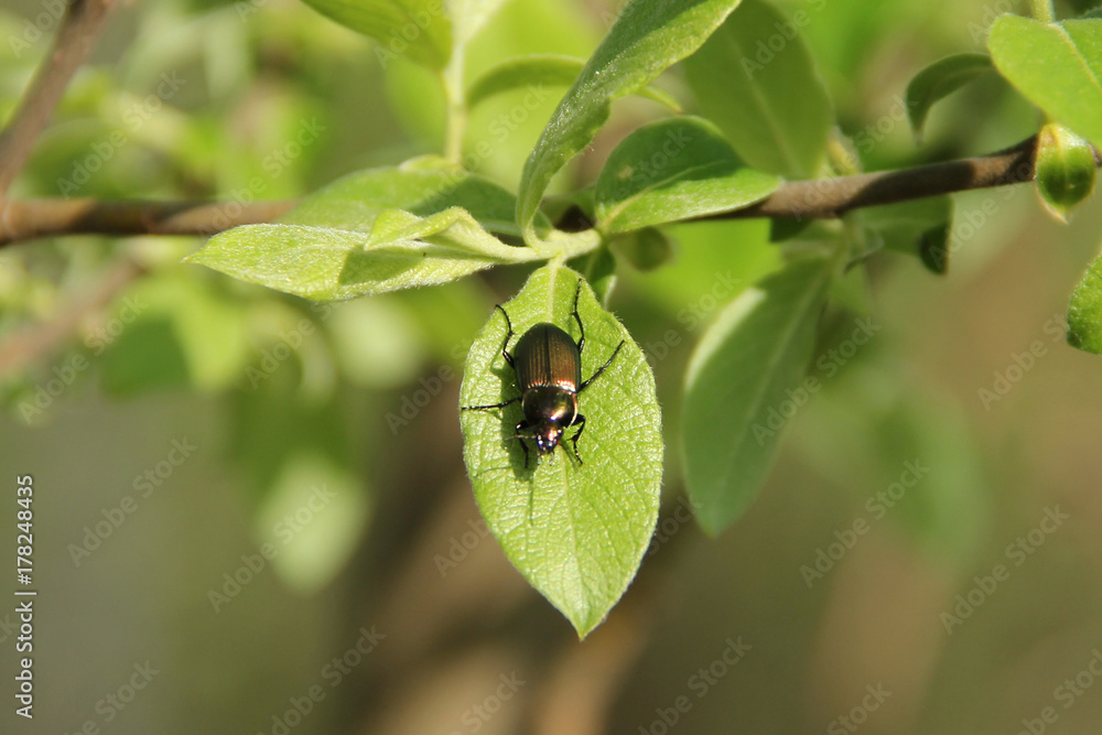 black beetle sitting on a leaf black beetle sitting on a leaf