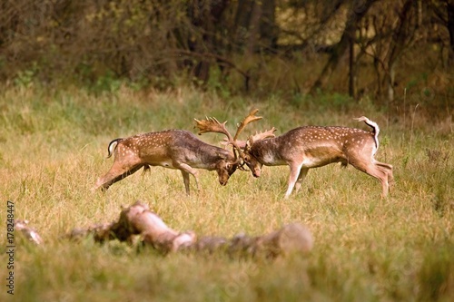 Fallow deer  fighting in Autumn Meadow. (Dama Dama) © Branislav